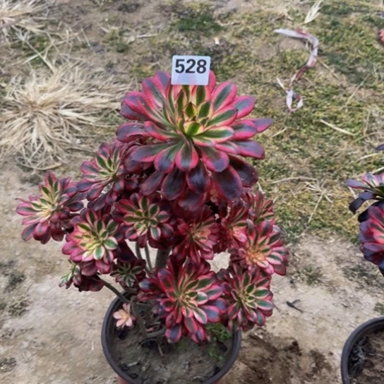 香奈儿2号棚528多肉植物