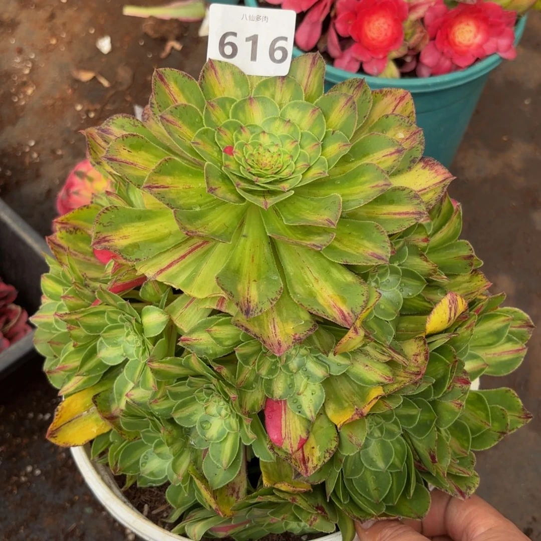 616多肉植物知否