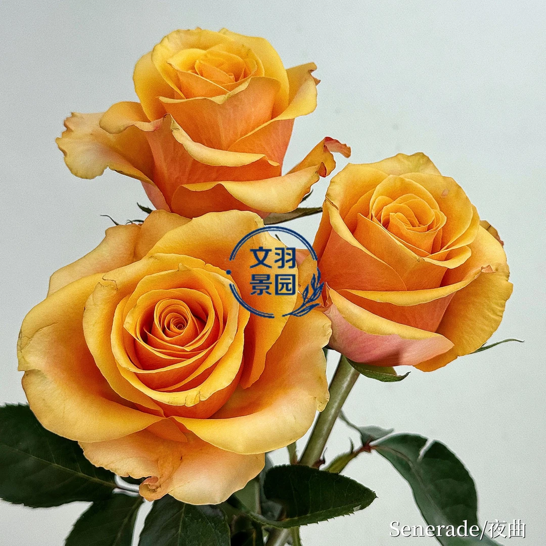 文羽景园【夜曲】切花月季多季节重复开花