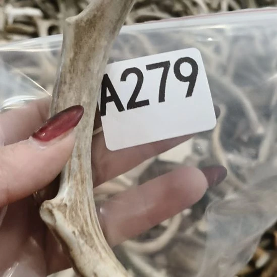 沙***漠鹿角鹿角鹿角鹿角