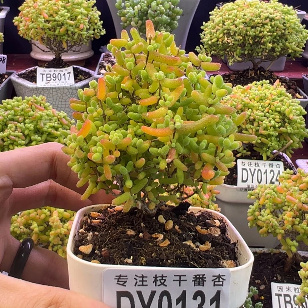 0131蜜橘糖球小树