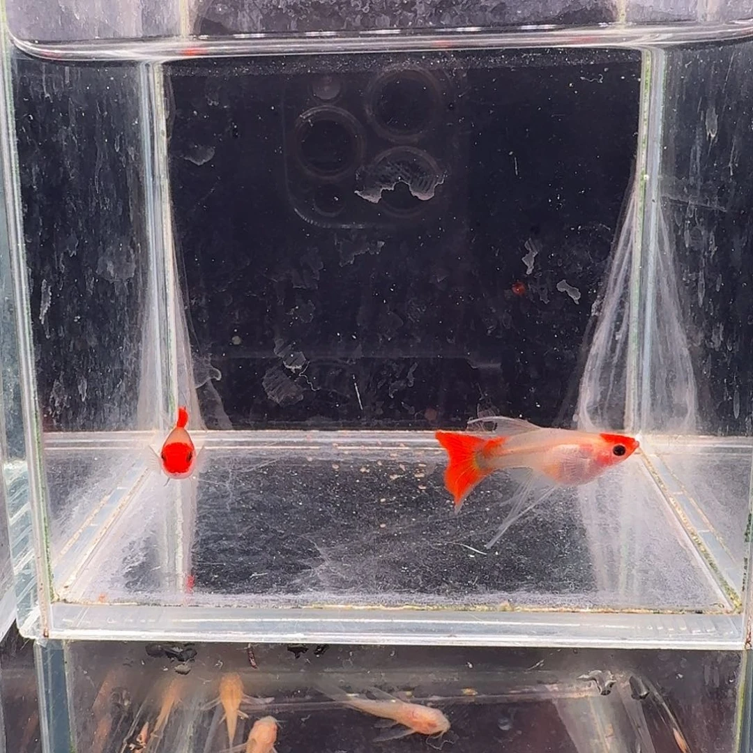 孔雀鱼深海玻璃猫缎带1对