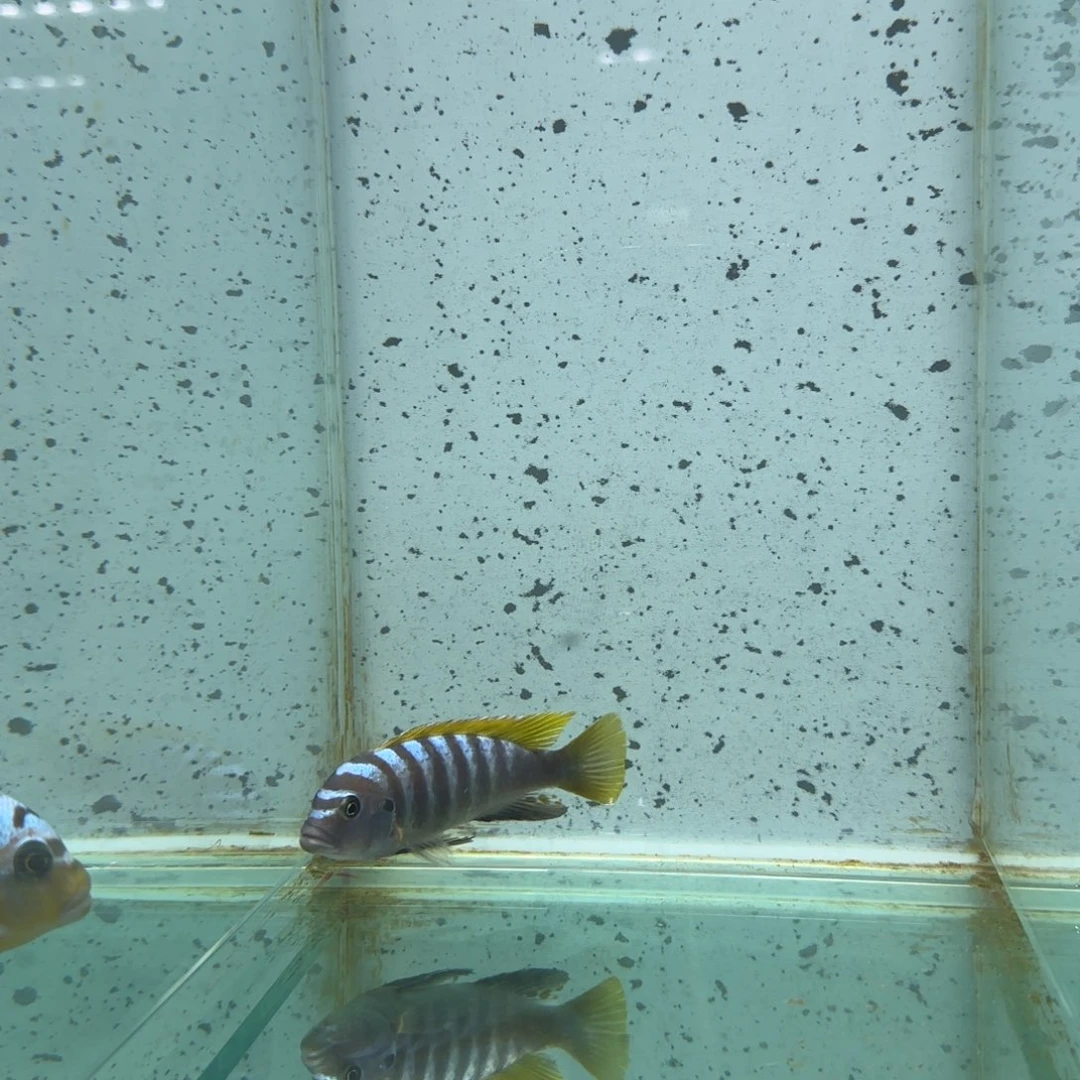 慈鲷つ****声451号野生杰罗焦