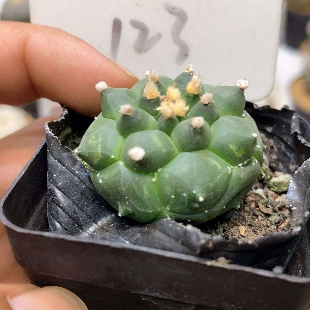 123福利特价咯福利了大家