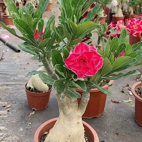 【闪购商品】无花朵夜*