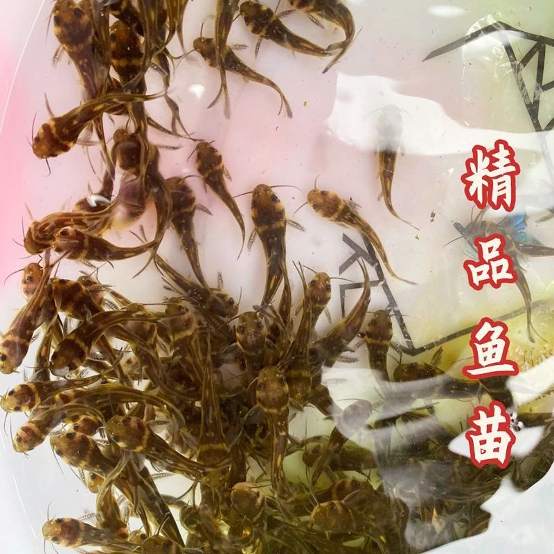 黄辣丁 水族活体鱼