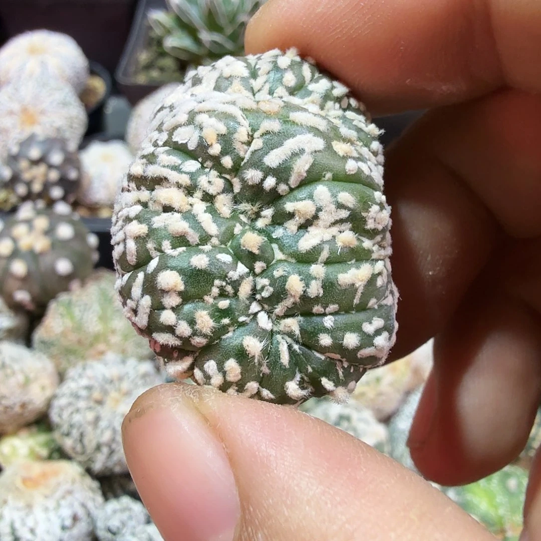 ｖ缀无一代侧芽多肉植物