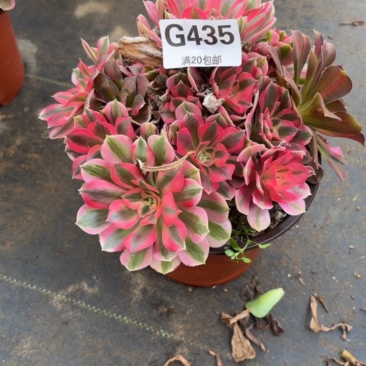 瑞妈多肉园艺435。女巫