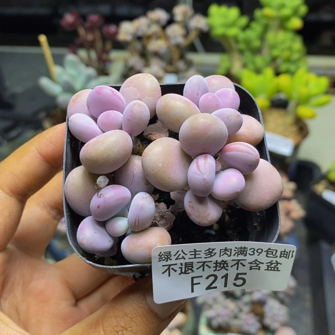 215腰子桃蛋多肉5c m