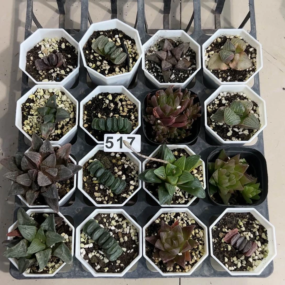 脱土带伤无根十二卷多肉