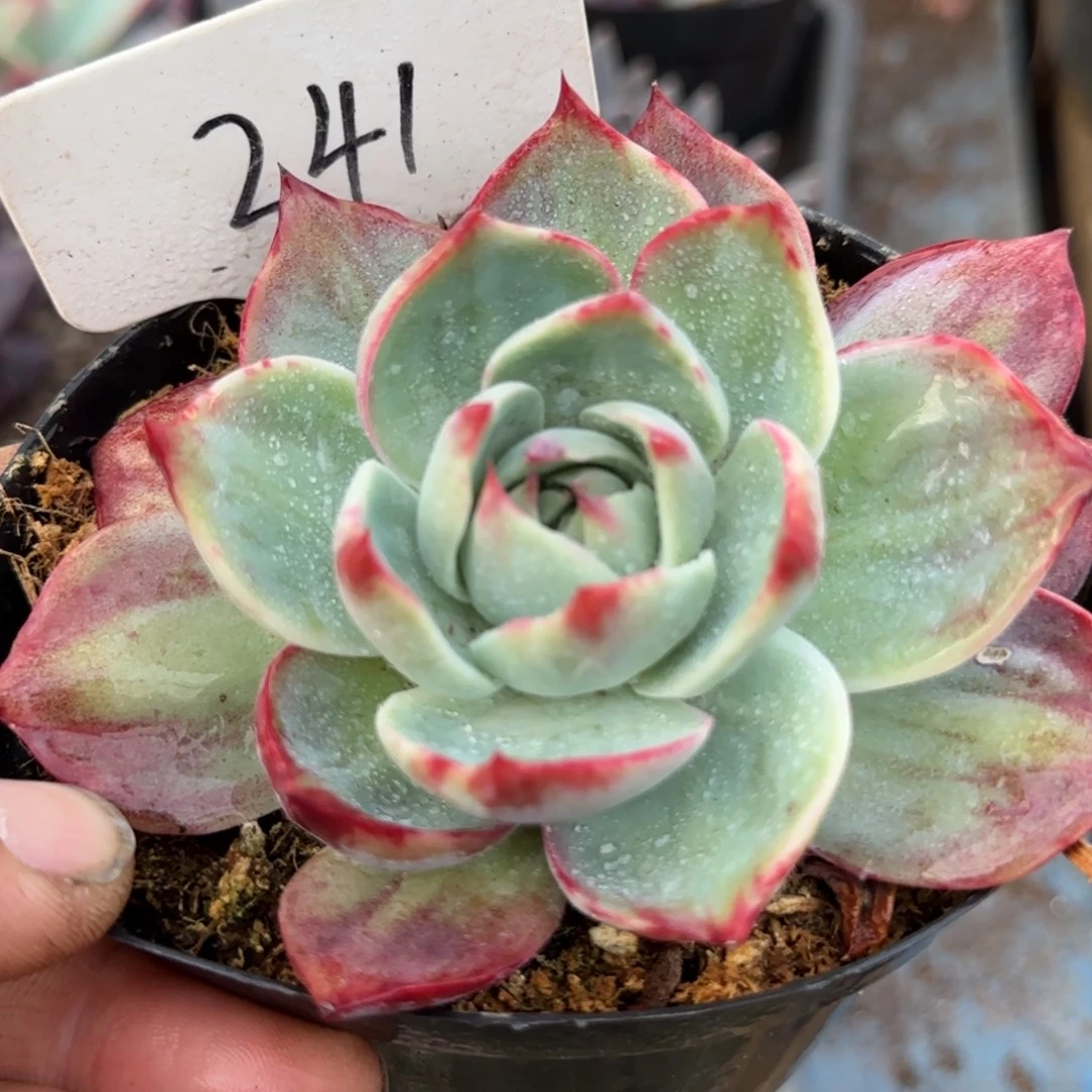 惊鸿一物一拍包装收缩花旱241