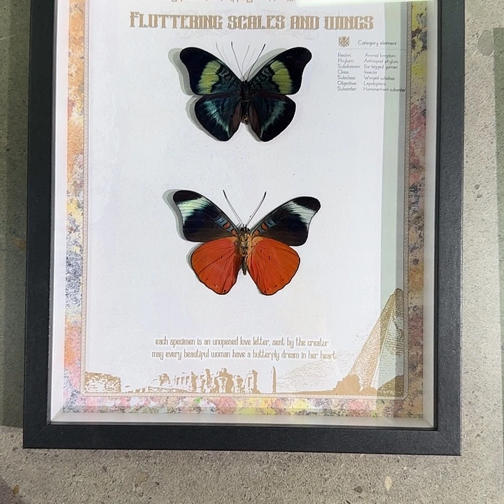 饮***酒炬蛱蝶蝴蝶标本专拍链接