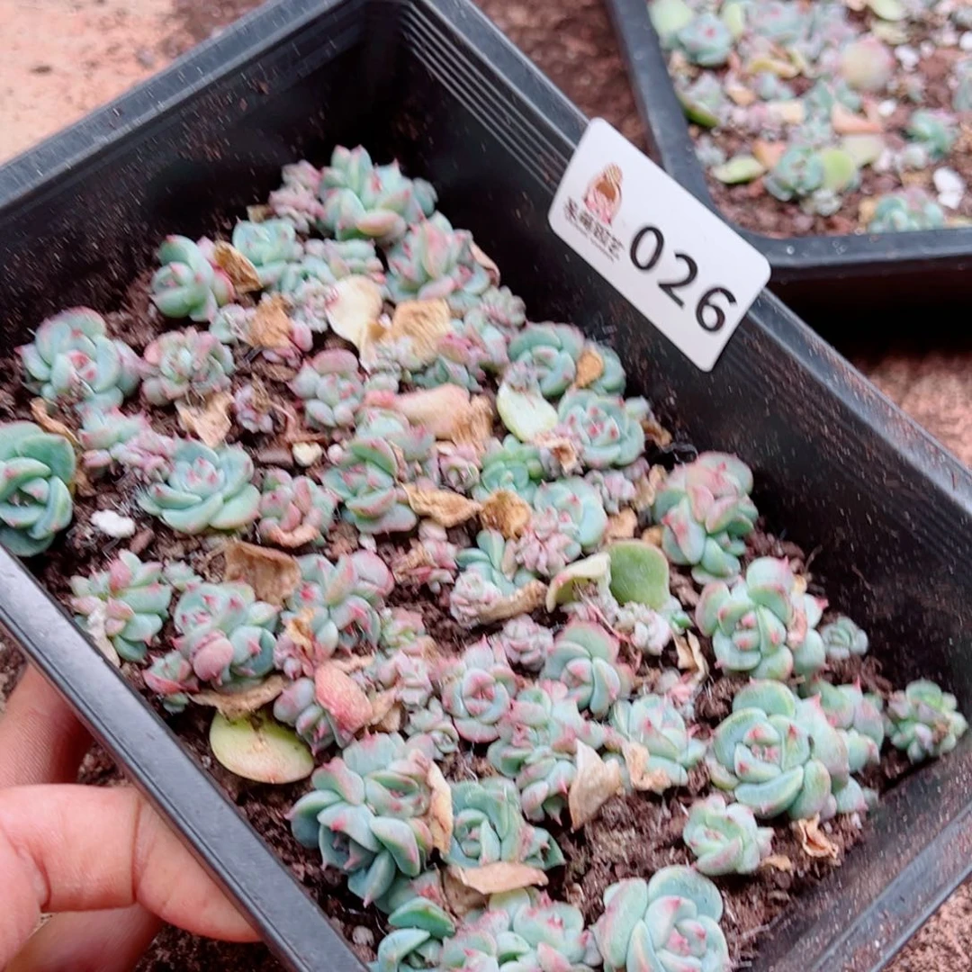 当前无花朵，栽培后可花朵+*