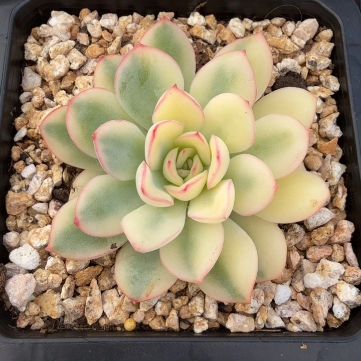 ?****雨燕座锦腹轮锦左上角