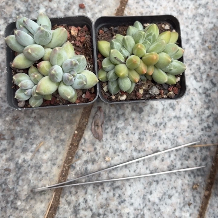 多肉植物乌拉克拉松果美人