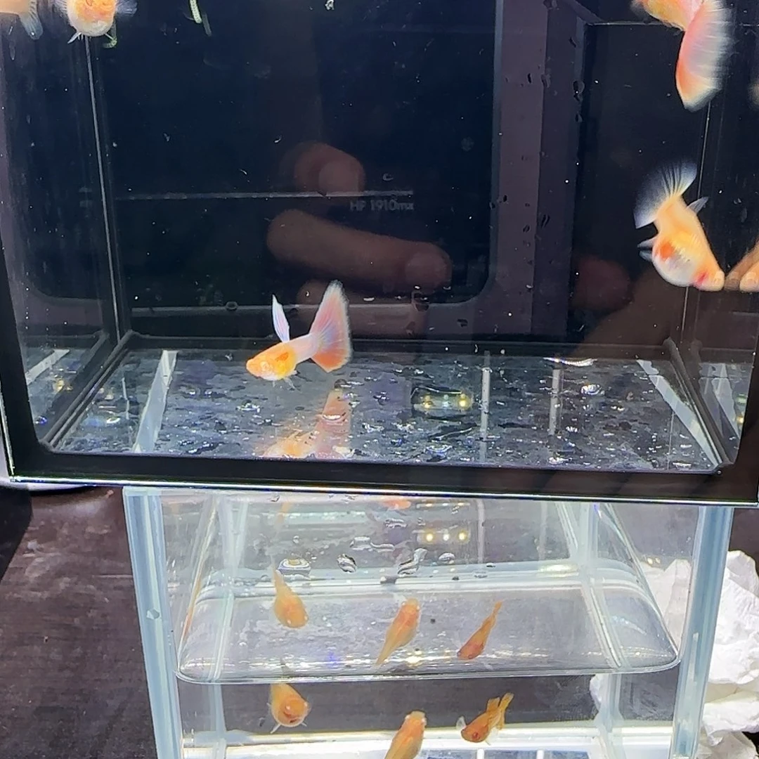 孔雀鱼两对天使彩虹，三个月