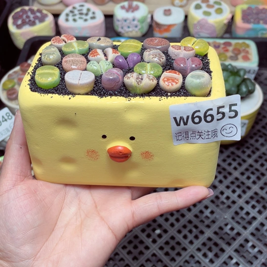 w6655长方形小黄鸡一份一盆量拍