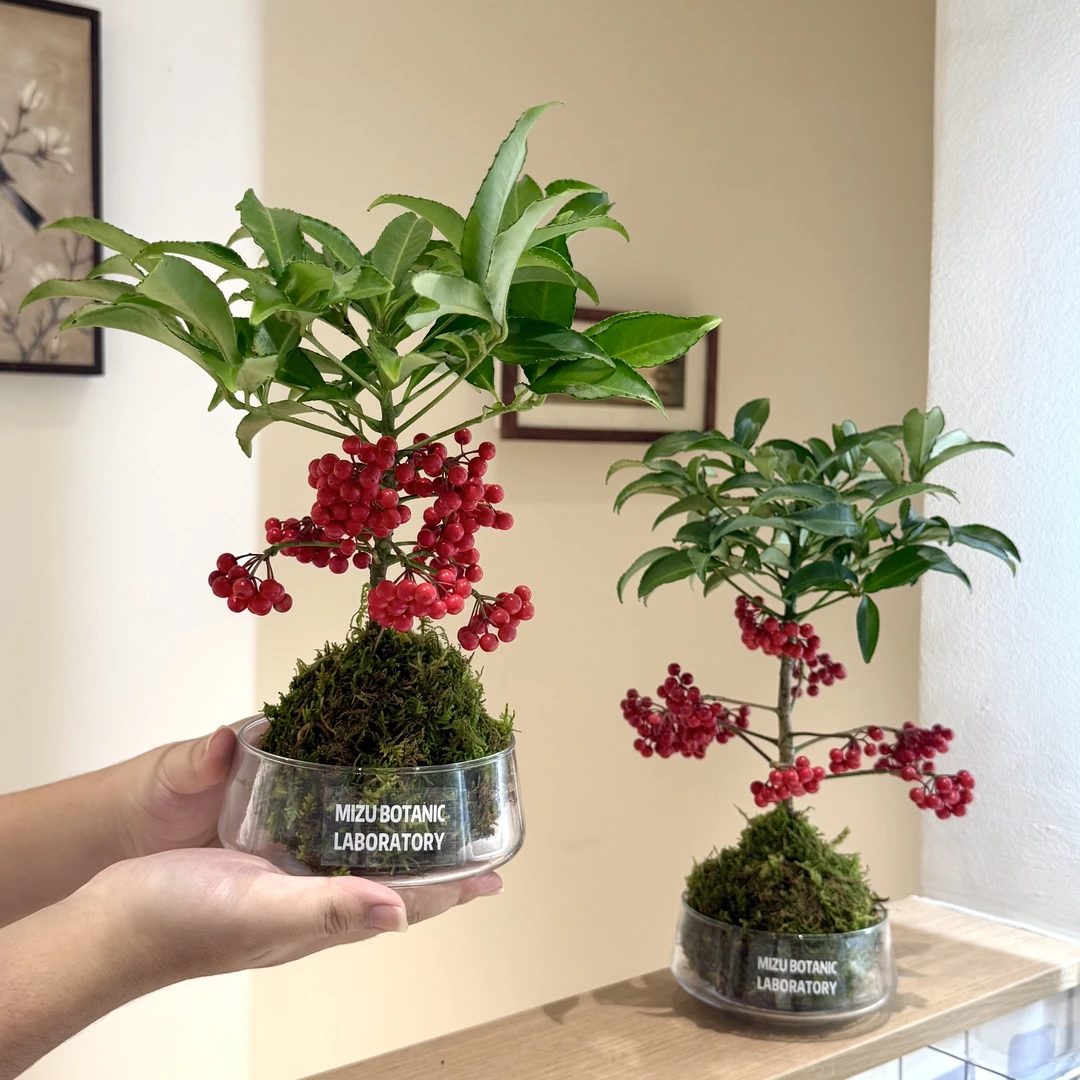 带果富贵籽苔藓球年宵花盆栽盆景室内客厅办公室桌面观果花卉绿植