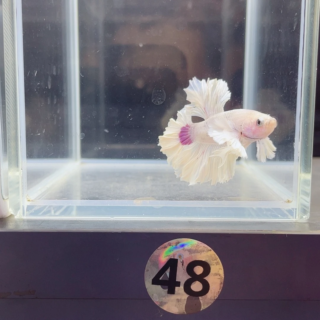 斗鱼跑单小黑屋02