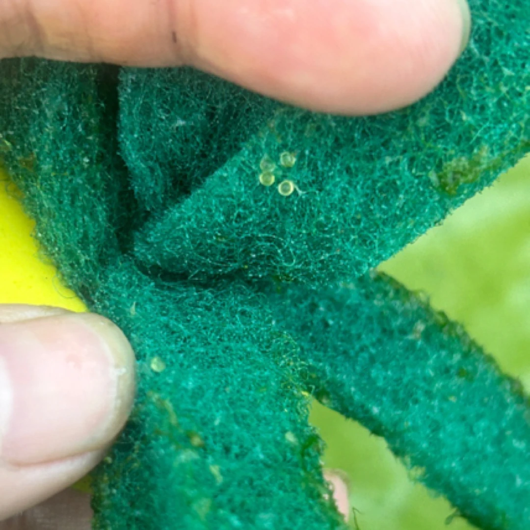 观赏鱼观背青鱂鱼卵