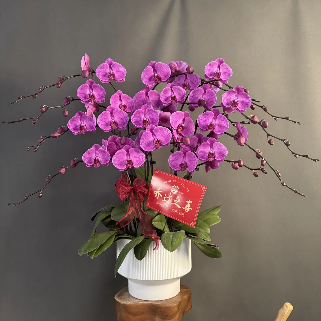 【一帘幽梦】复古紫粉色大花 台湾品种 珍藏款高端组盆 蝴蝶兰