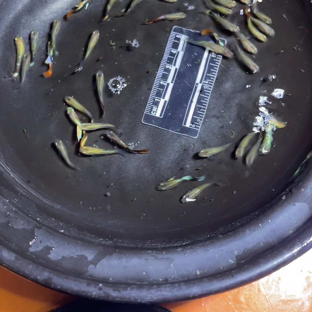 海水鱼17号哈哈哈哈哈哈