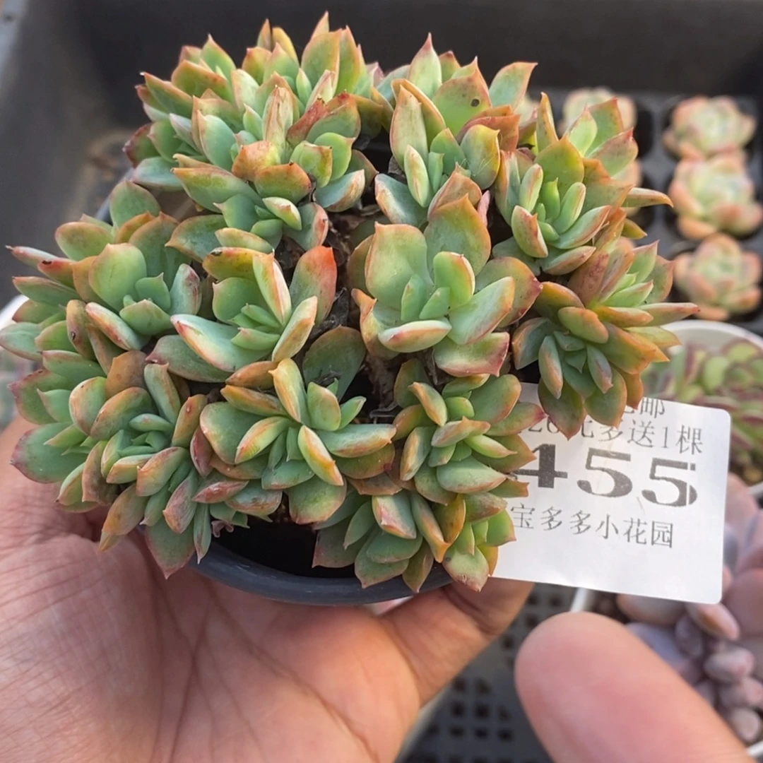 绮罗朵朵缀一物一拍满20包邮满26送一颗多肉