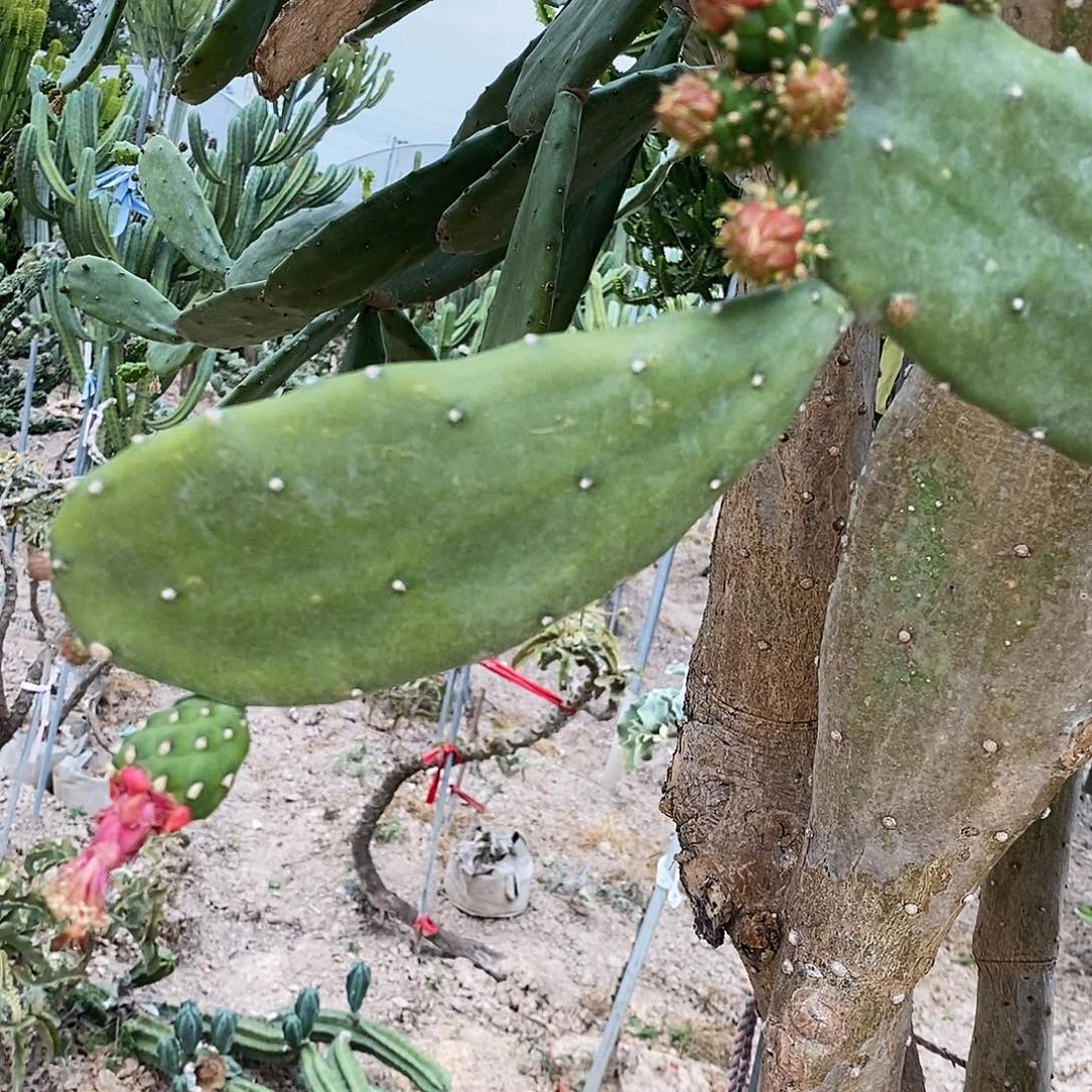 胭脂仙人掌。 高度20公分以上。发2片