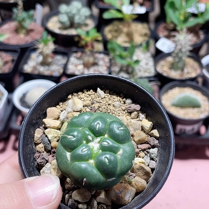 475无刺象牙蜘蛛眼