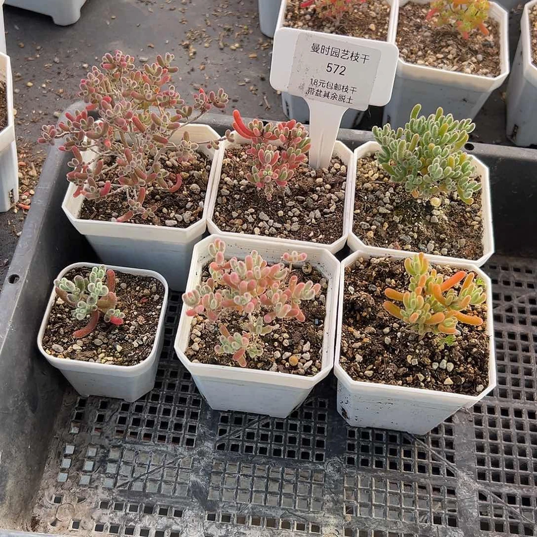 柠**酸572号枝干6颗12.20多肉