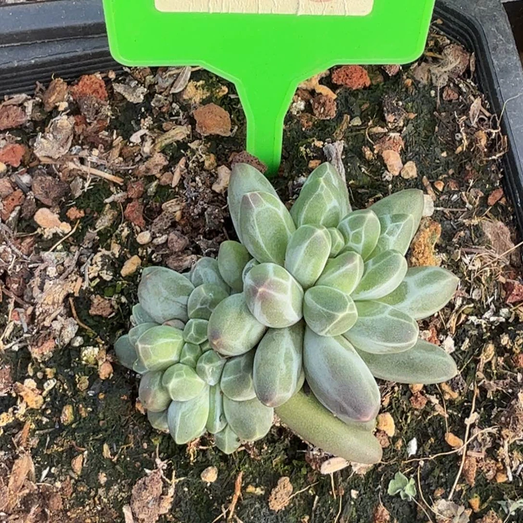 申公豹多肉植物275