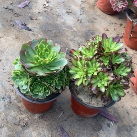 两颗多肉植物033