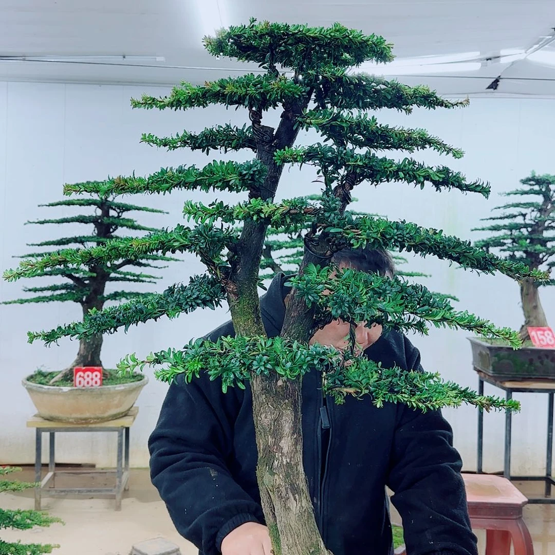 完全开放盆景园林……