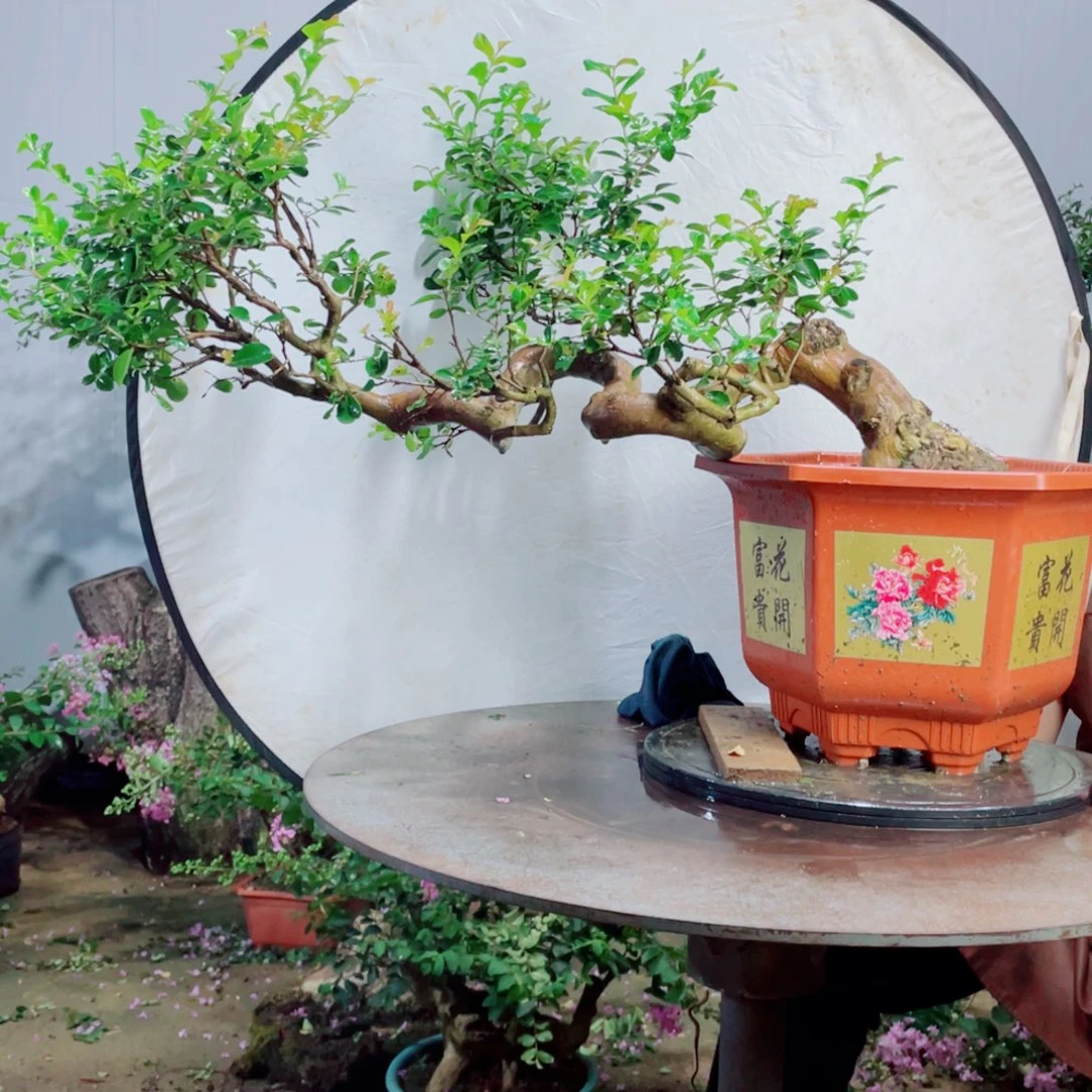 当前无花栽培后可以开花