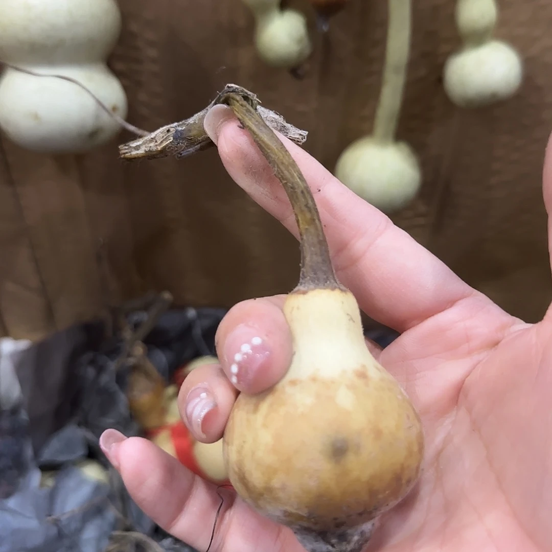 风***雨葫芦考虑考虑龙昆南