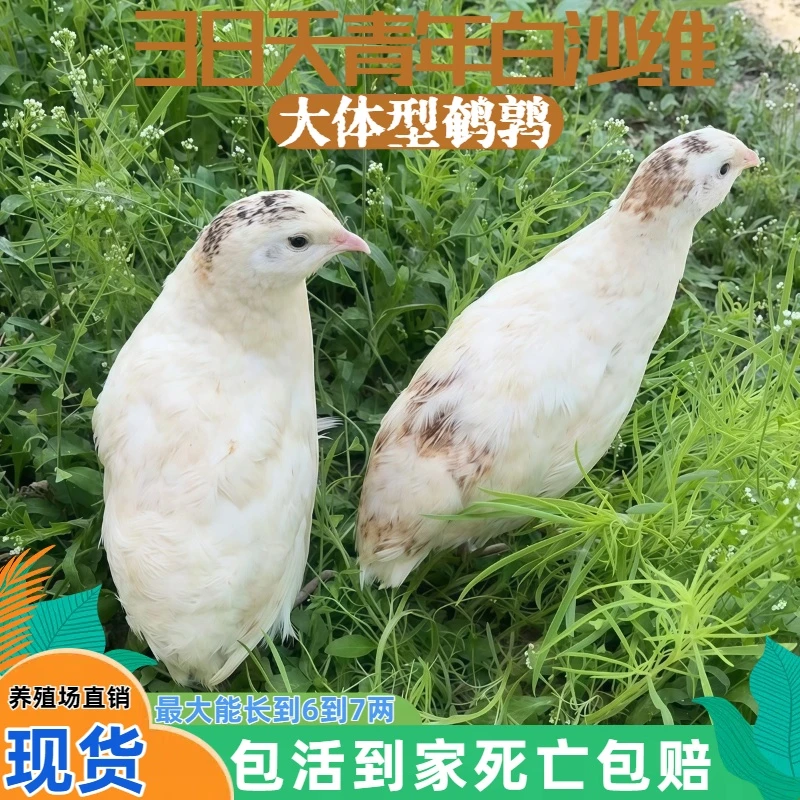 现货青年白沙维下蛋鹌鹑阳台小宠活体天天下蛋温顺好养青年小鸡苗