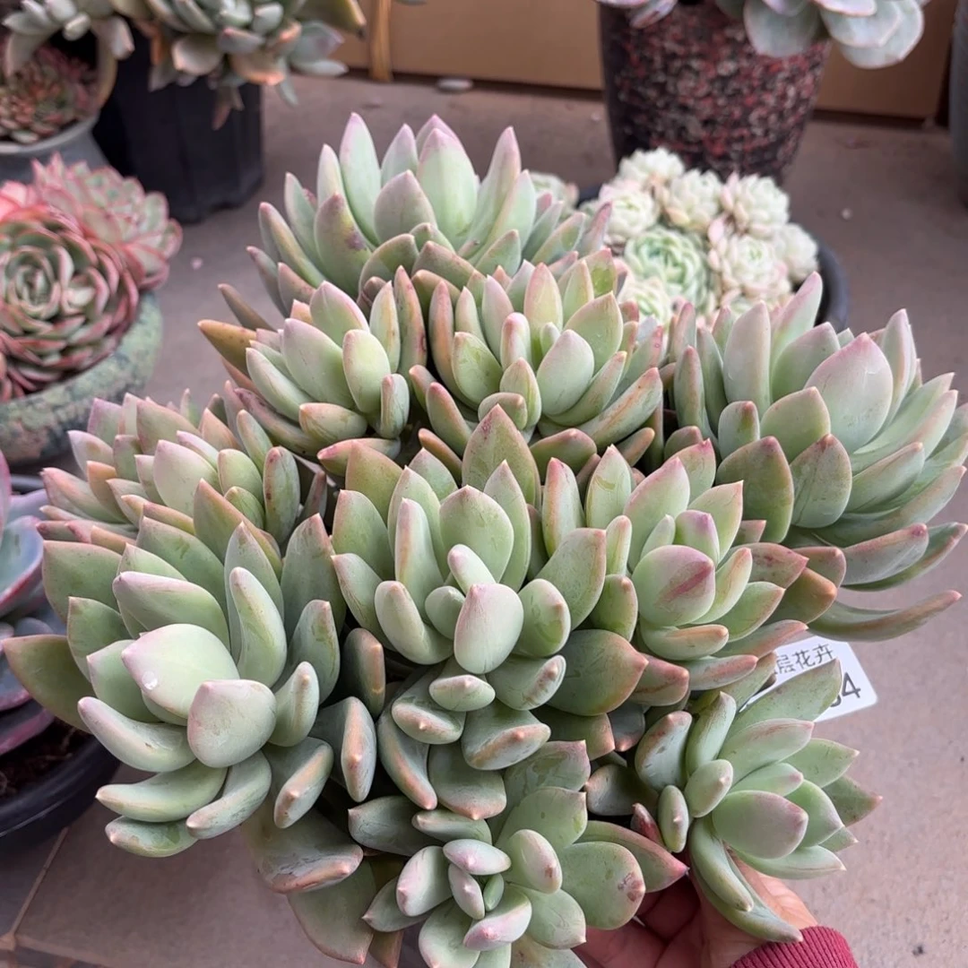 同温层多肉海洋之星184