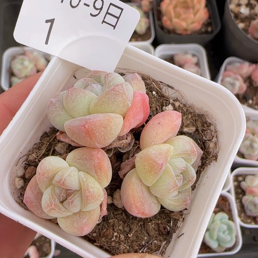 三头糖心冰玉一颗脱土