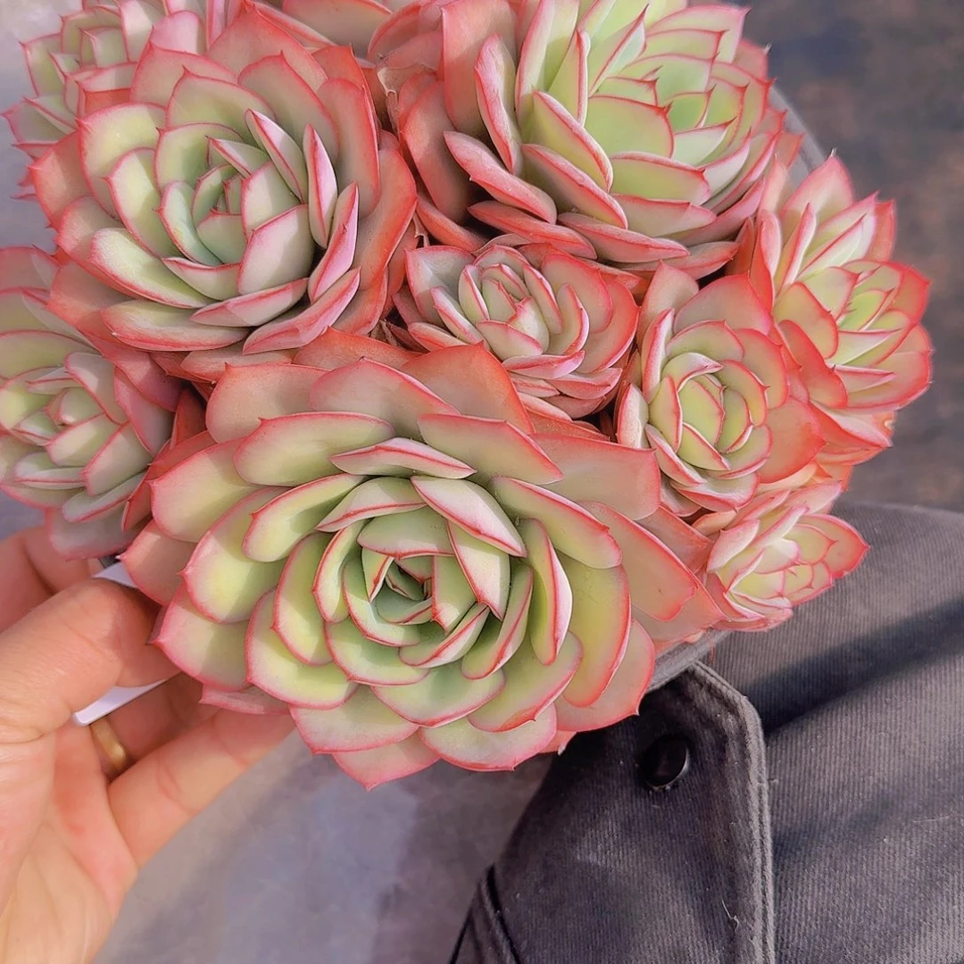 2072牡丹亭多肉植物