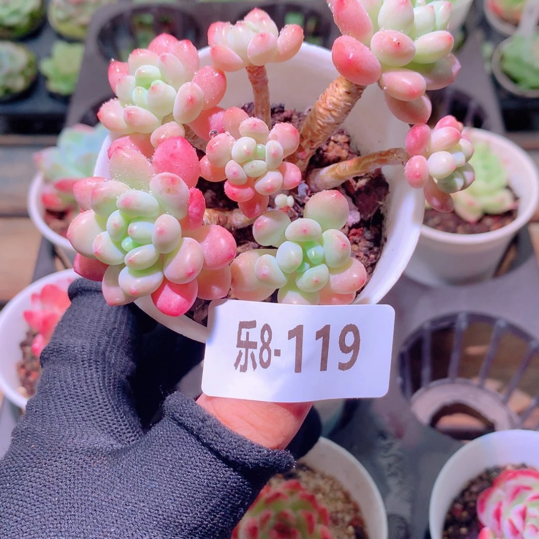 乐然8-119 洛可可群