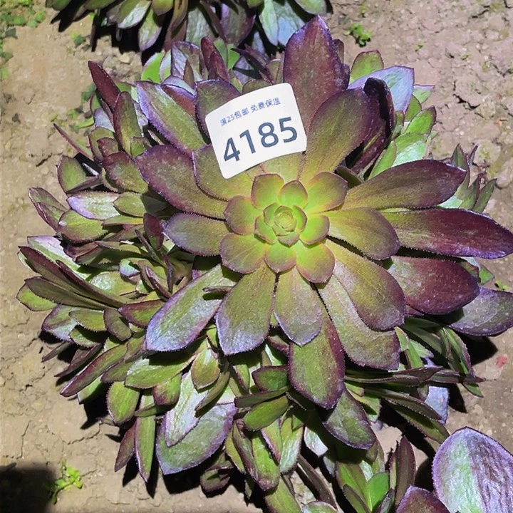 4185花无缺多肉植物