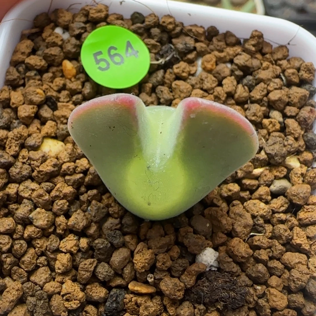大眼睛空蝉2.2多肉植物564