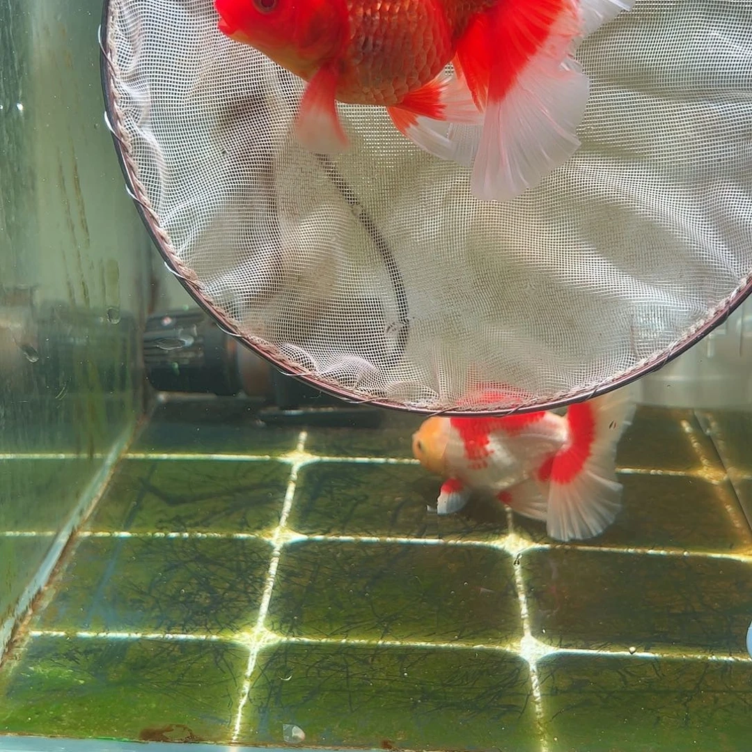 金鱼百褶泰狮亚成9