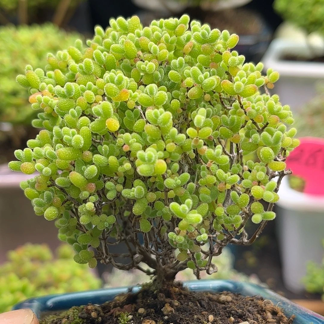 47蜜桔带盆优选枝干番杏