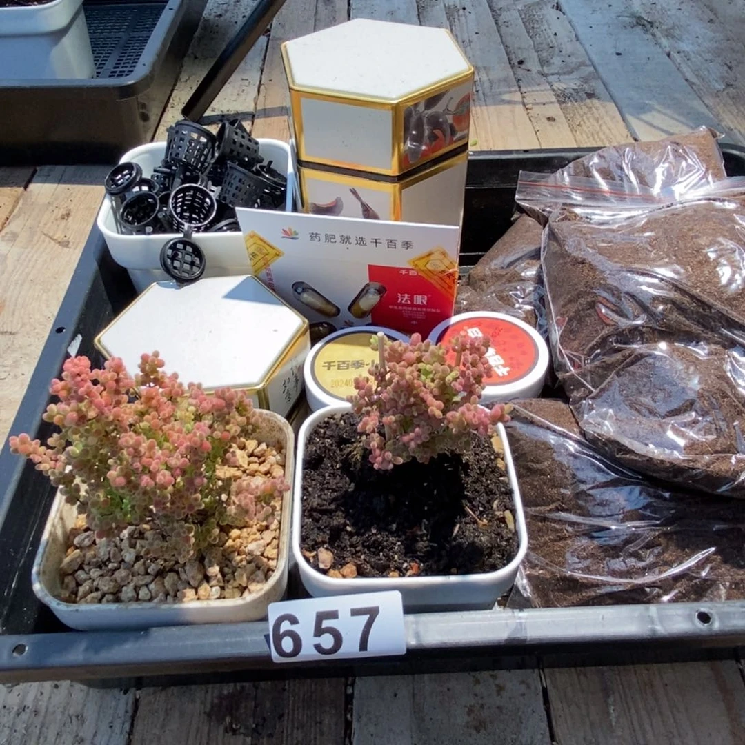 枝干番杏多肉植物657