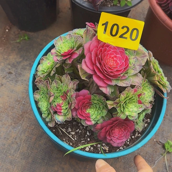 小***子多肉植物知否法师1020