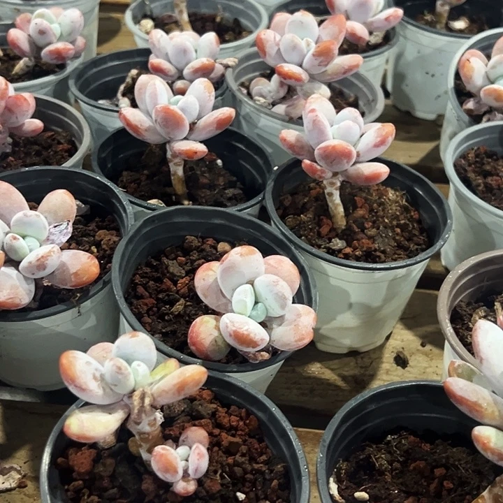 雪美人          福利多多