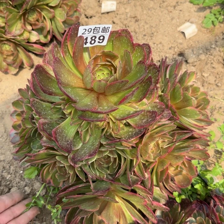 半夏……多肉植物……