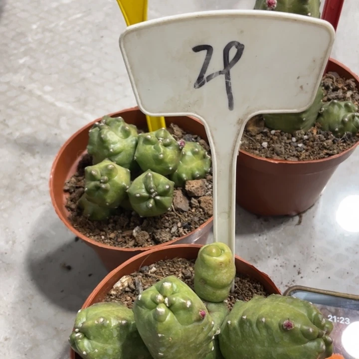 橙桃新品一物一拍29