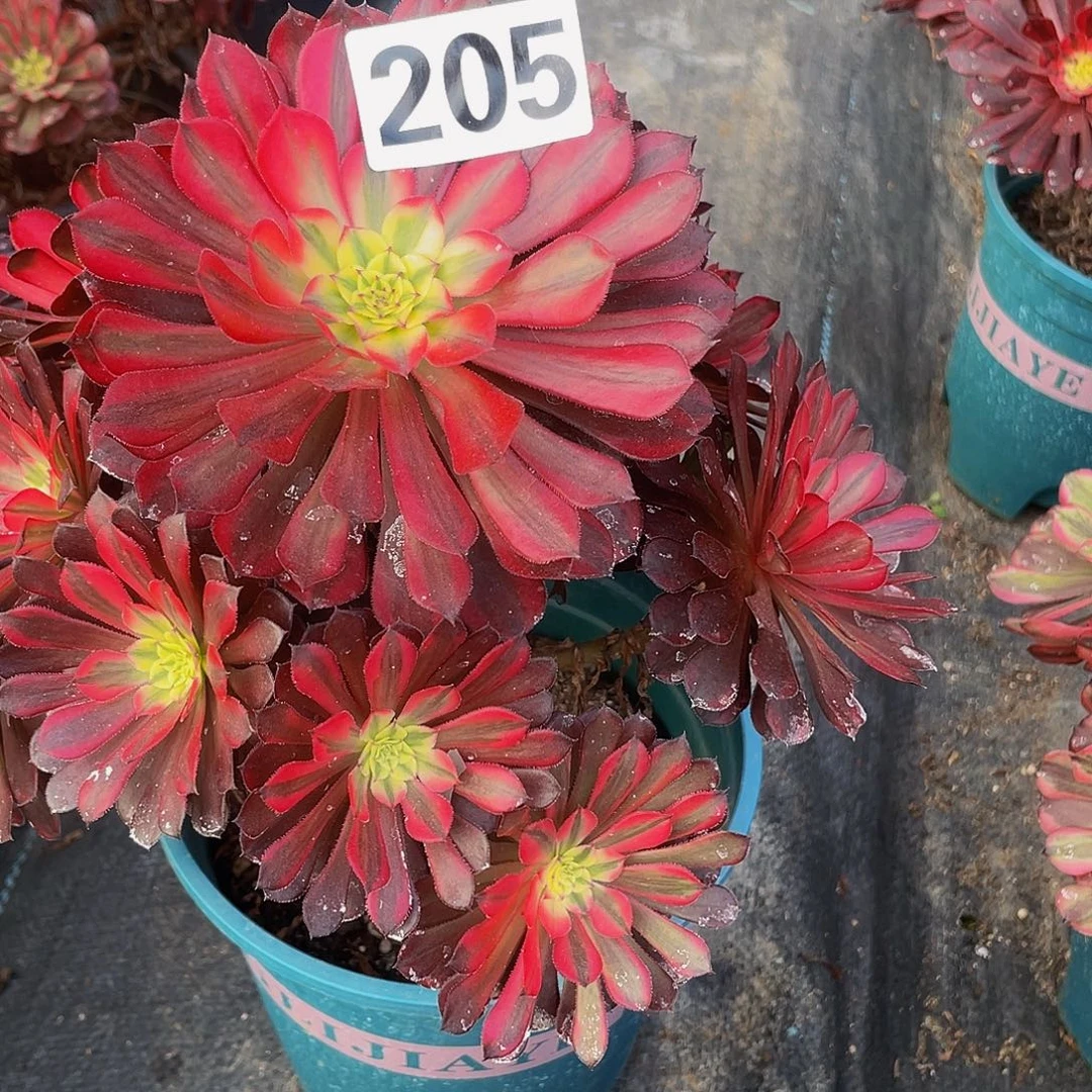 幸***生多肉法师205号黑桐白发货不包损